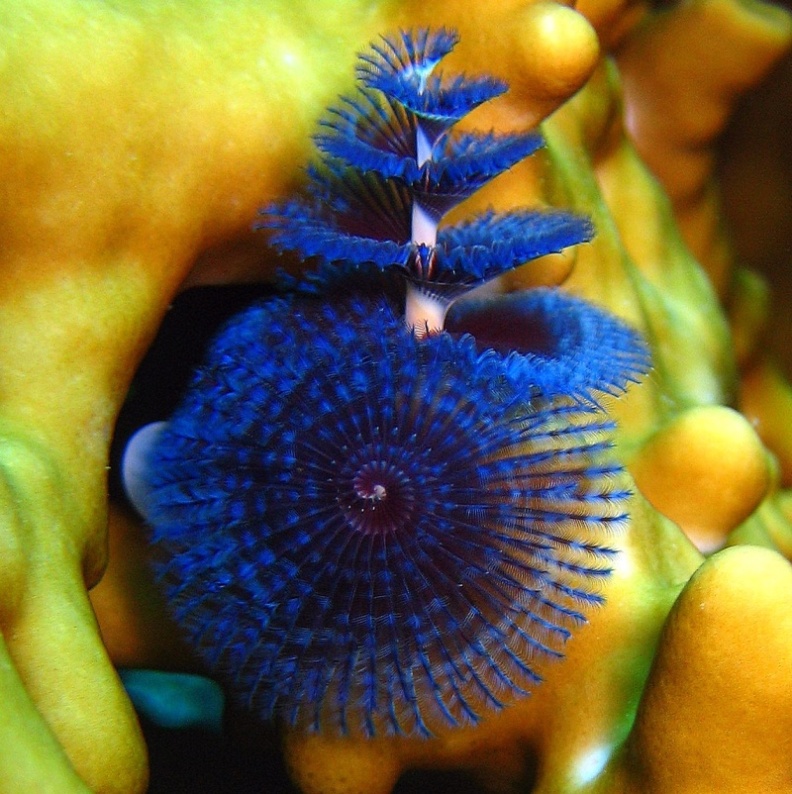 Червь Новогодняя ёлка. Червь Новогодняя ёлка.