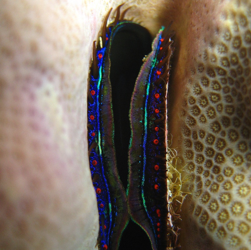 Коралловый гребешок. Коралловый гребешок.