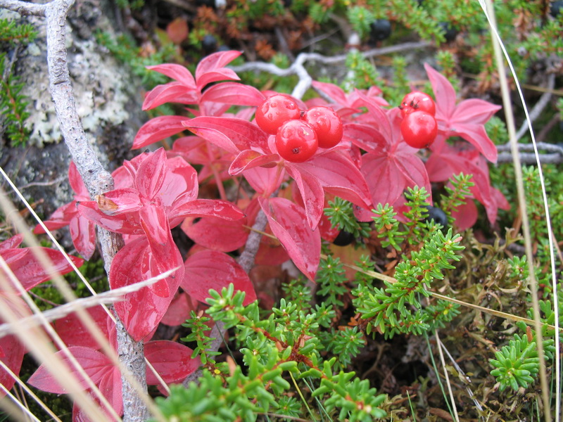 22.09.09.Белое море. 22.09.09.Белое море.