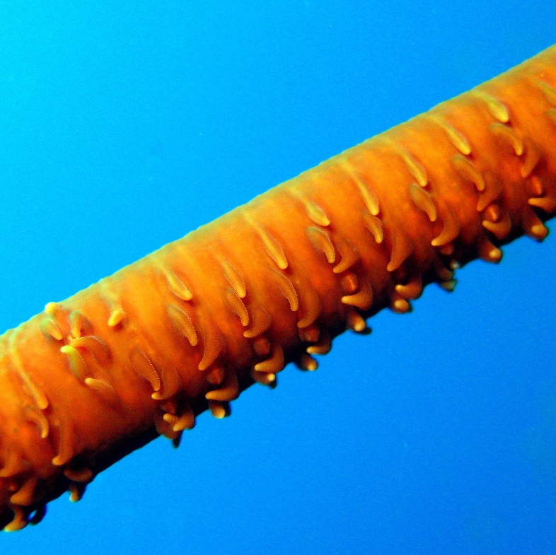 Проволочный коралл. Проволочный коралл.