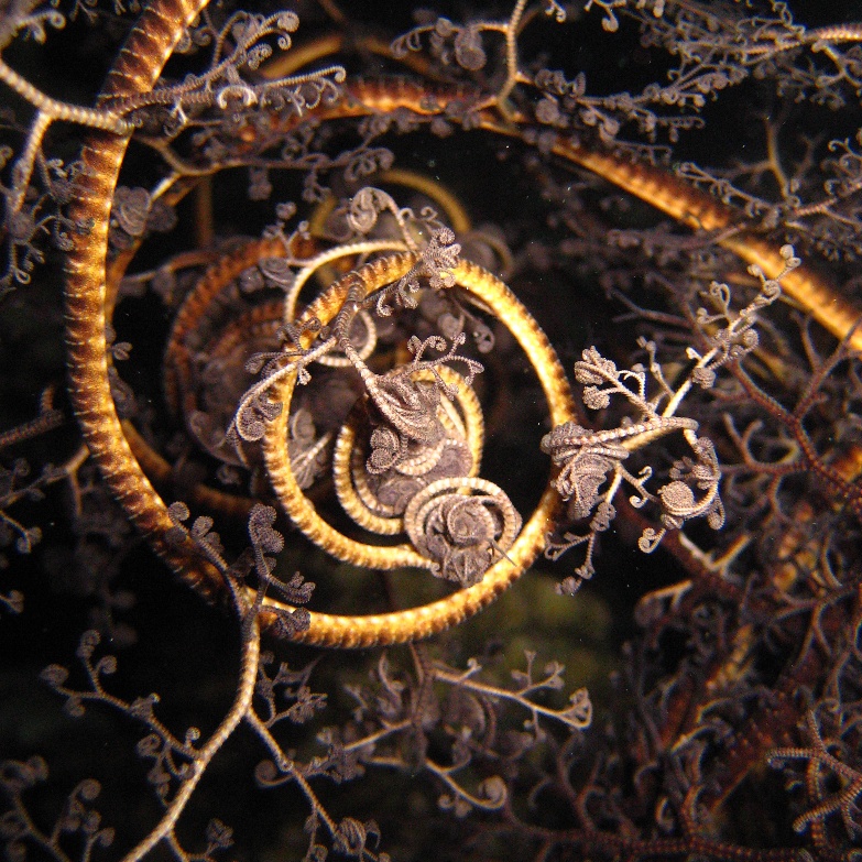 Офиура Горгоноцефал. Офиура Горгоноцефал.