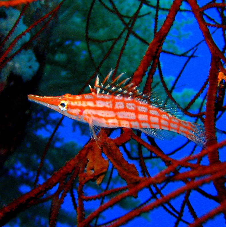 Длиннорылый кудрепер. Длиннорылый кудрепер.