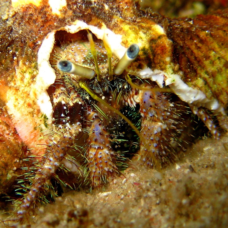 Рак-отшельник. Рак-отшельник.