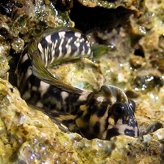 Полосатый прыгун. Полосатый прыгун.