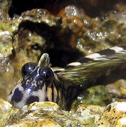 Полосатый пыгун. Полосатый пыгун.