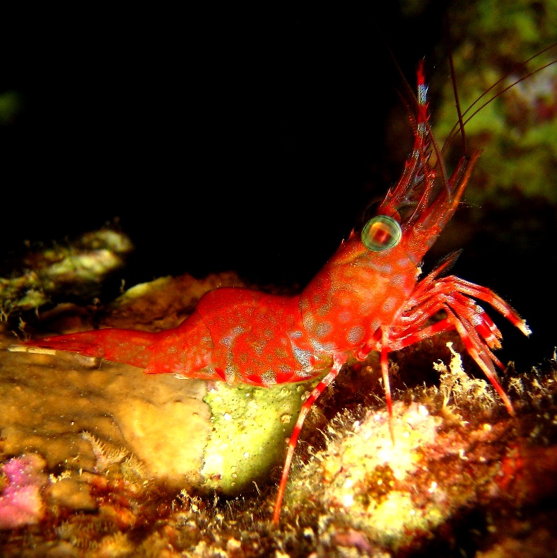 Зеленоглазая креветка. Зеленоглазая креветка.