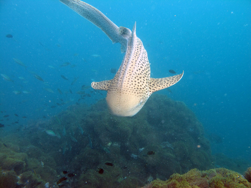 Леопардовая акула Леопардовая акула