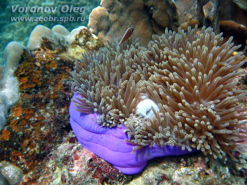 Анемоны Анемоны