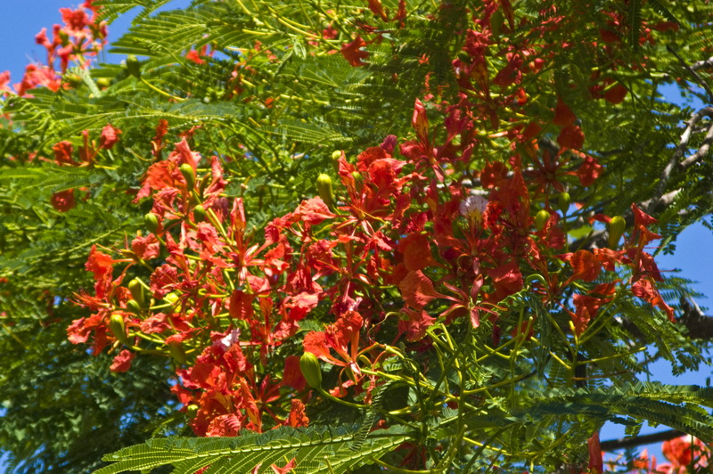 Маврикий Маврикий