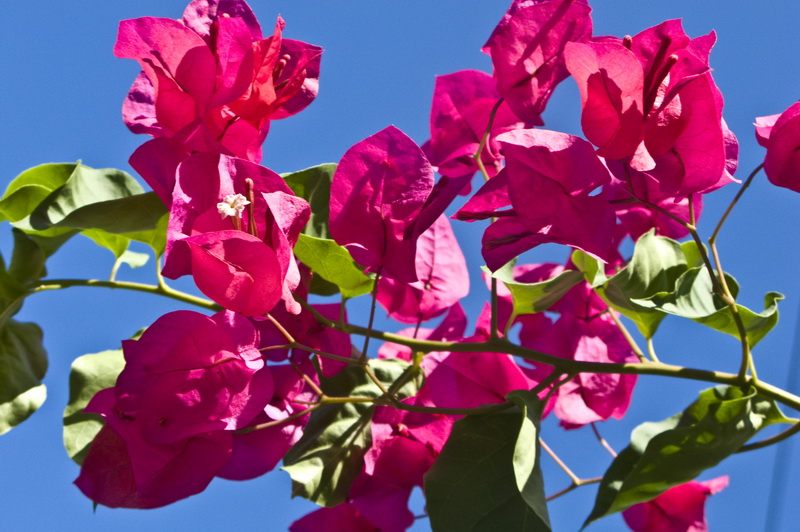 Маврикий Маврикий