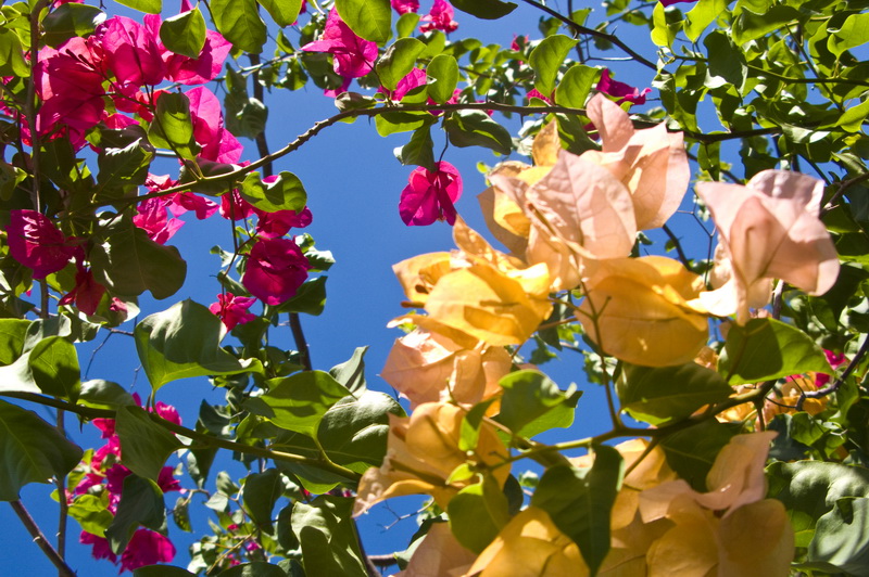 Маврикий Маврикий