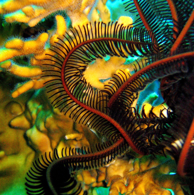 Чёрная лилия. Чёрная лилия.