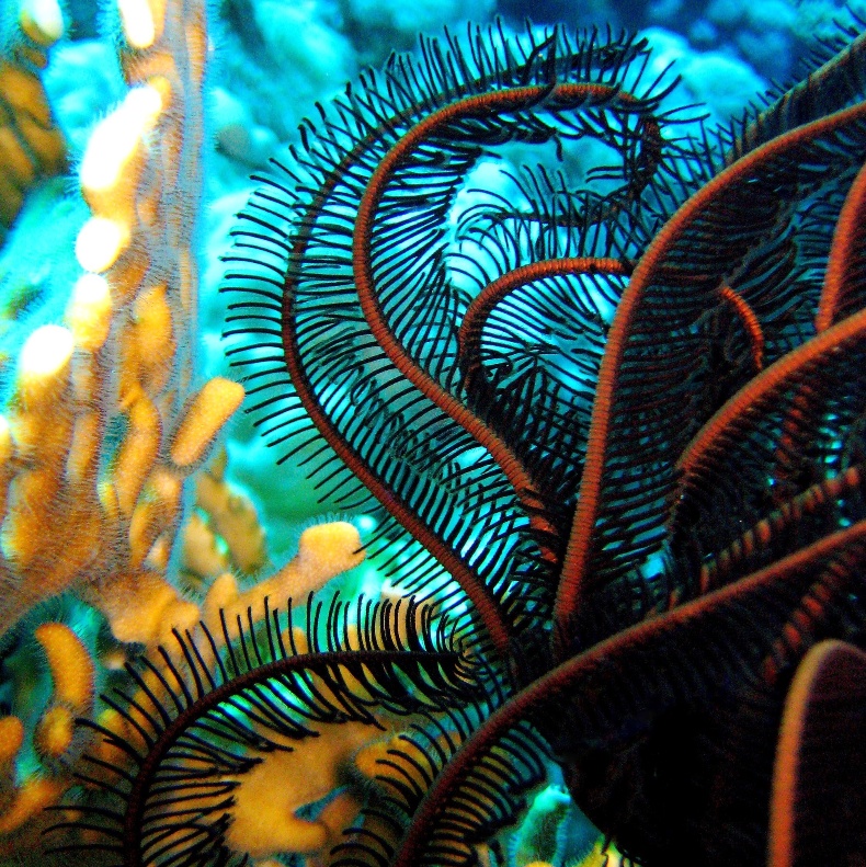 Чёрная лилия. Чёрная лилия.