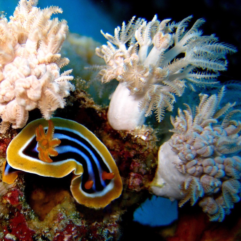 Голожаберный моллюск. Голожаберный моллюск.