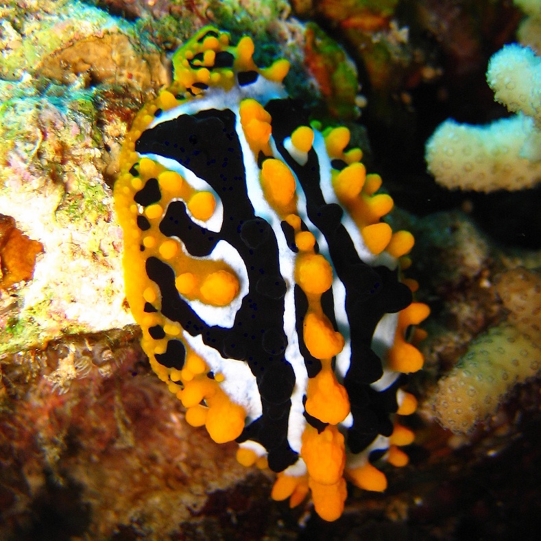 Голожаберный моллюск. Голожаберный моллюск.