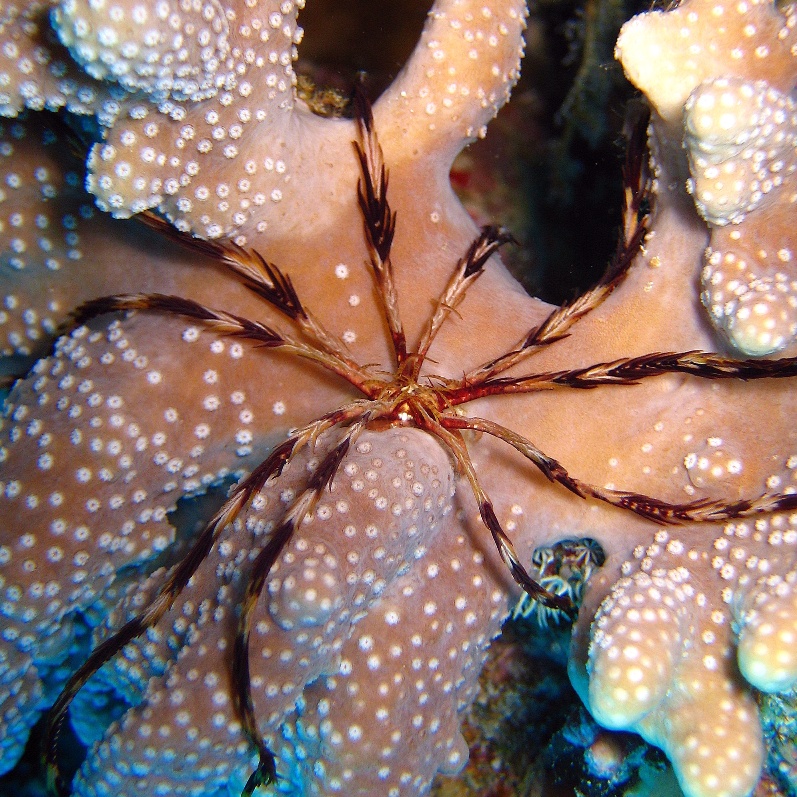 Десятилучевая лилия. Десятилучевая лилия.