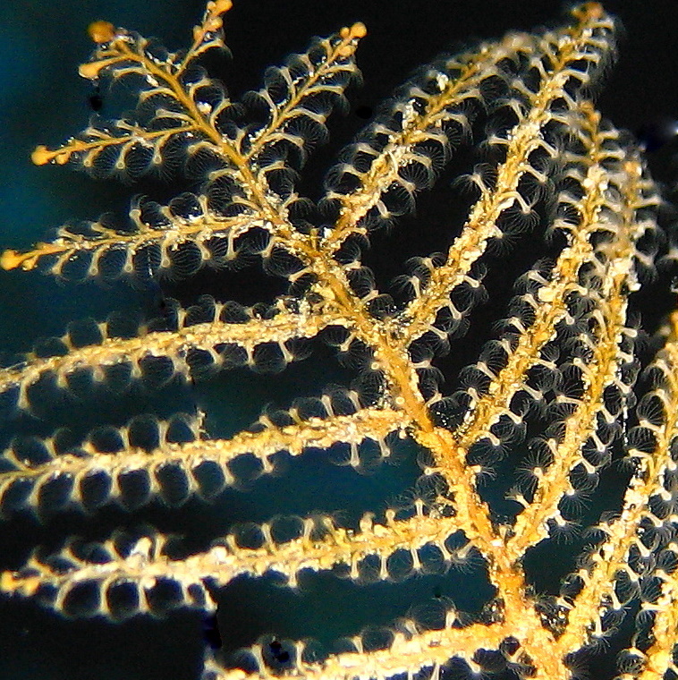 Колония гидроидных полипов. Колония гидроидных полипов.