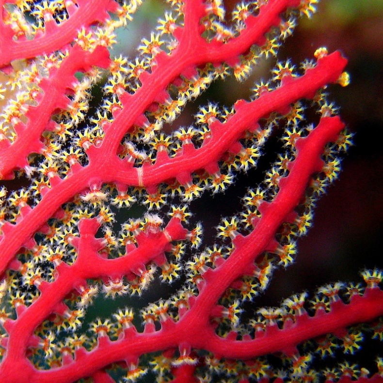 Роговой коралл. Роговой коралл.