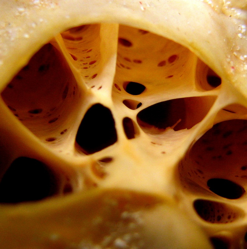 Сотовидная губка. Сотовидная губка.