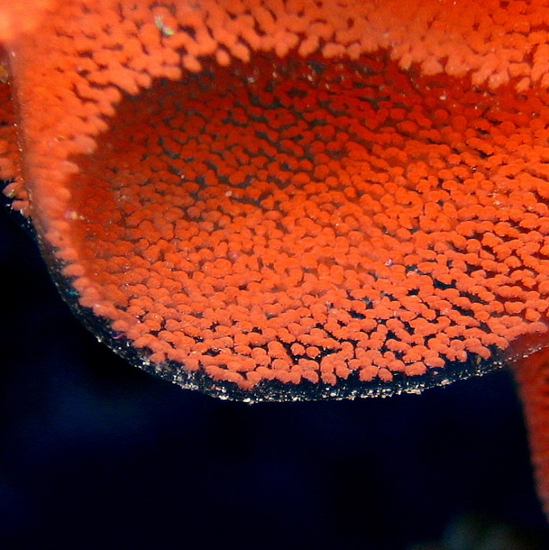 Икра Испанского танцора. Икра Испанского танцора.