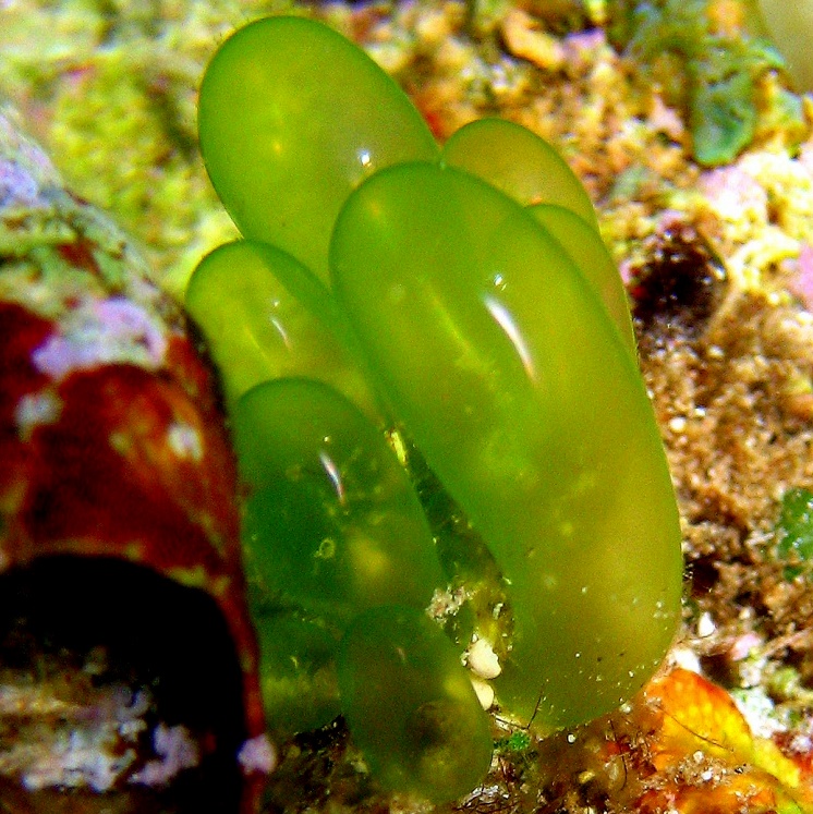Зелёная водоросль. Зелёная водоросль.