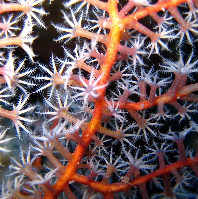 Горгонариевый мягкий коралл. Горгонариевый мягкий коралл.