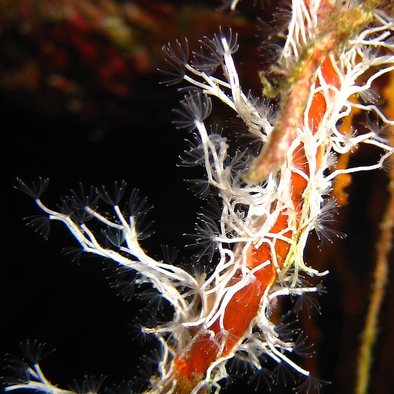 Колония полихет. Колония полихет.