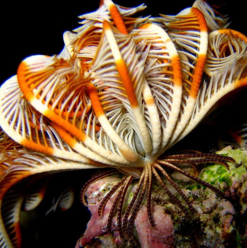 Морская лилия. Морская лилия.