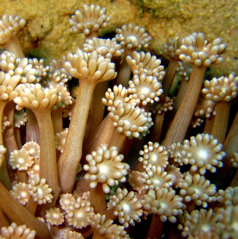 Мягкие кораллы Гониопоры. Мягкие кораллы Гониопоры.