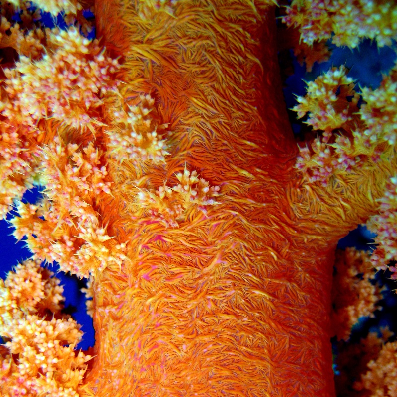 Древовидный коралл. Древовидный коралл.