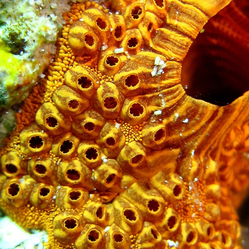 Колониальные асцидии. Колониальные асцидии.