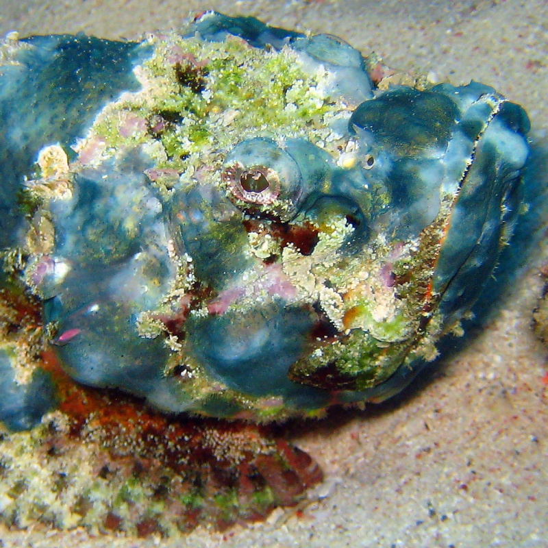 Дьявольский Скорпенопс. Дьявольский Скорпенопс.