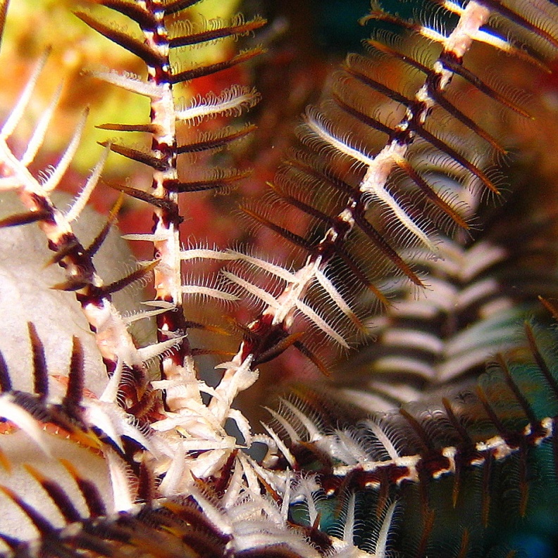 Морская лилия. Морская лилия.