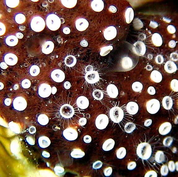 "Фабрика" медуз Nausithoe punctata на губке. "Фабрика" медуз Nausithoe punctata на губке.