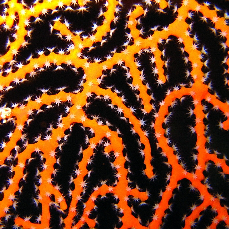 Узелковая акабария, роговой коралл. Узелковая акабария, роговой коралл.