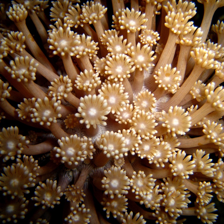 Коралл Гониопора. Коралл Гониопора.