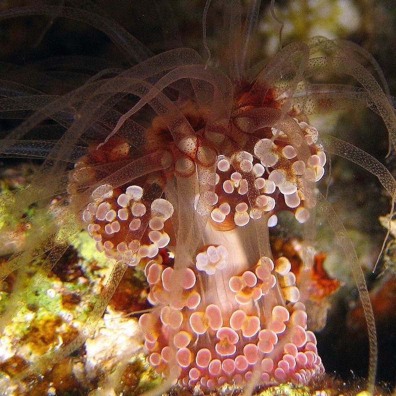 Актиния Драгоценная алиция. Актиния Драгоценная алиция.