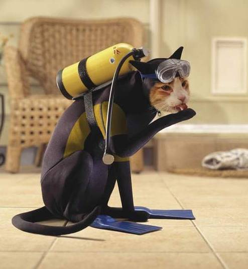 1 марта - всемирный день кошек! 1 марта - всемирный день кошек!