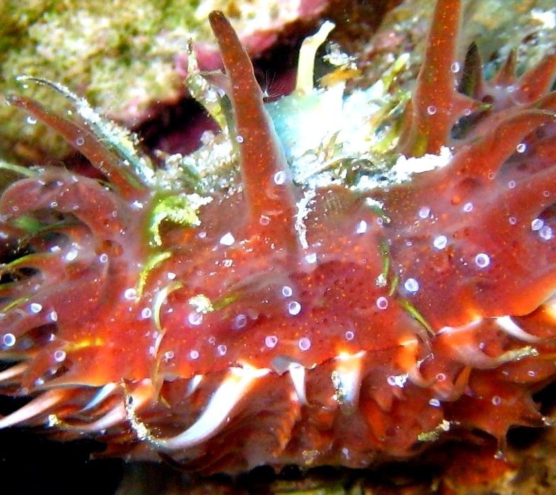 Личинки медуз на рогатой устрице. Личинки медуз на рогатой устрице.