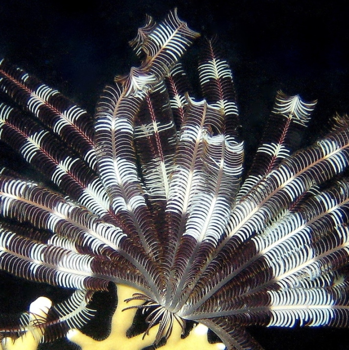 Морская лилия. Морская лилия.