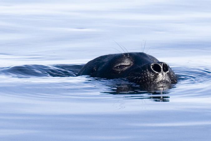 Нерпа Нерпа
