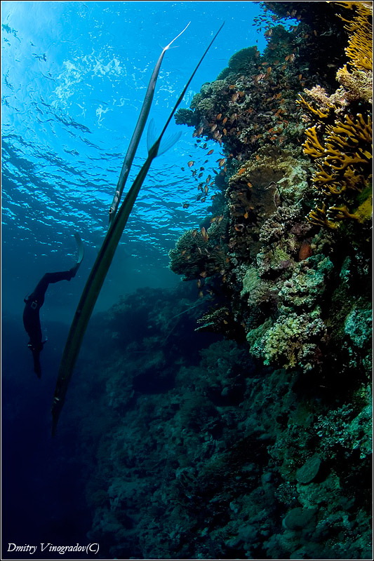 Красное море, 2009 Красное море, 2009