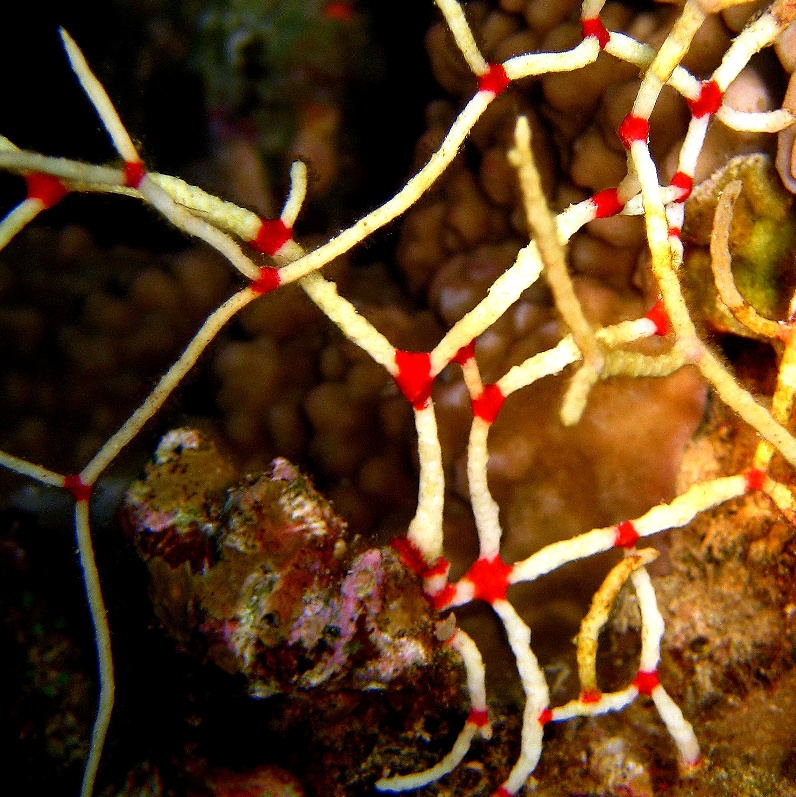 Объёмный веерный коралл. Объёмный веерный коралл.