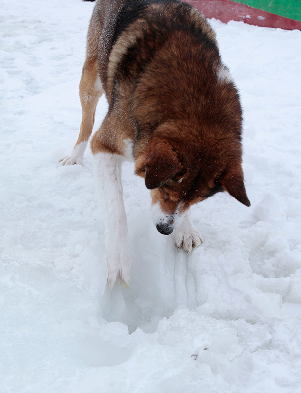 Белое море. Полярный круг. Март 2010 Белое море. Полярный круг. Март 2010