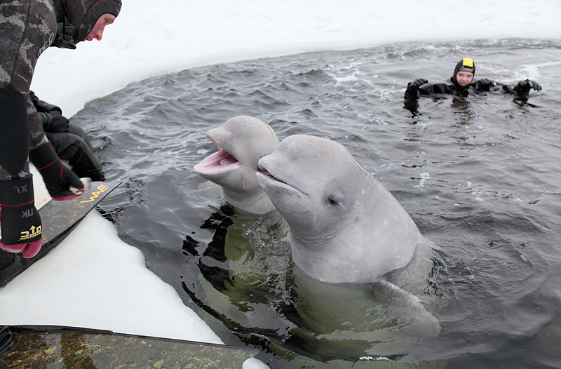 Белое море. Полярный круг. Март 2010 Белое море. Полярный круг. Март 2010