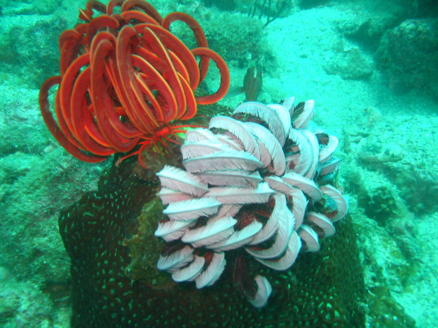 Подводные фото Подводные фото