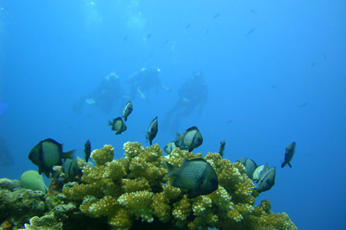 Бали 26.02-10.03.2010 Бали 26.02-10.03.2010