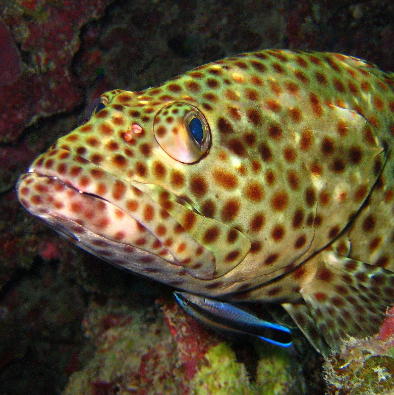 Групер Таувина. Групер Таувина.