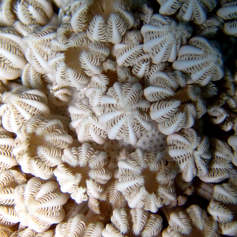 Ксения, мягкий коралл. Ксения, мягкий коралл.