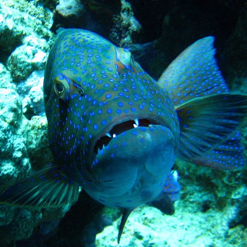 Странствующий групер. Странствующий групер.